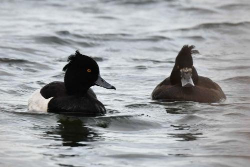 Fuligules morillons