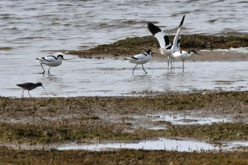 Avocettes élégantes et un chevalier gambette