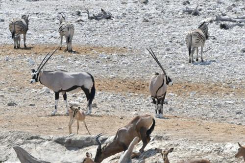 Oryxs, zèbres, bubale, impala