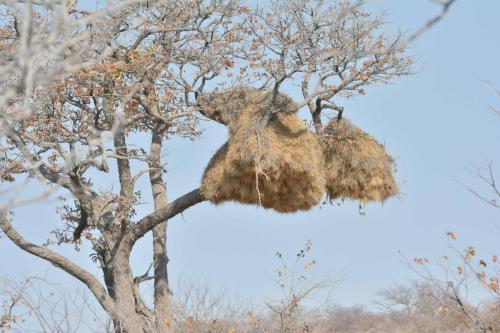 Nid de Républicains sociaux