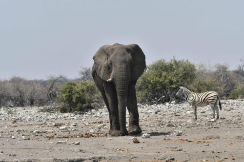 Eléphant de savane, zèbre de Burchell