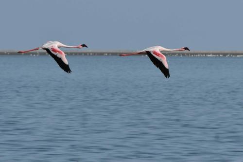 Flamants nains