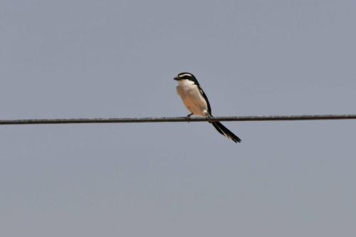 Pie-grièche fiscale