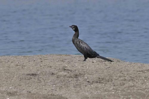 Cormoran de Vieillot