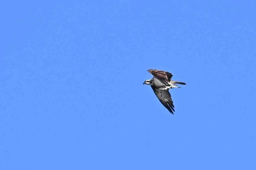 Balbuzard pêcheur