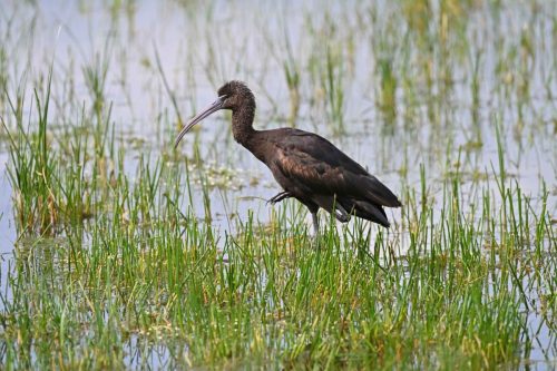 Ibis falcinelle