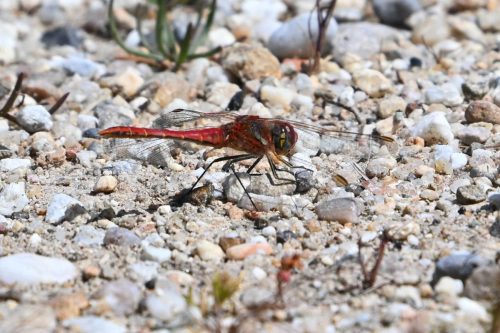 Sympétrum à nervures rouges (Sympetrum fonscolombii)