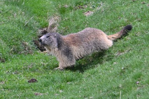 Marmotte