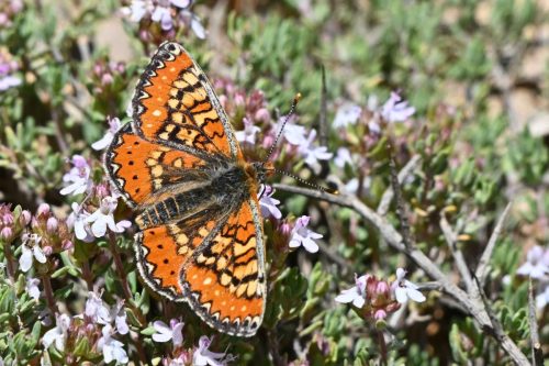 Damier de Godart (Euphydryas desfontainii)