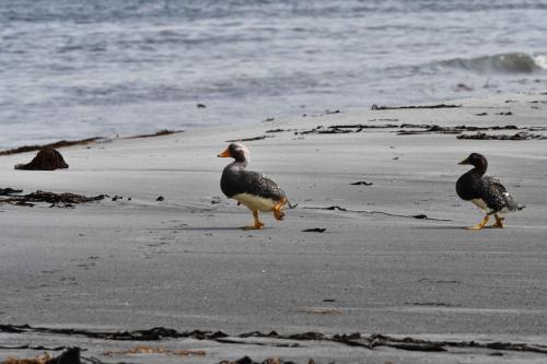 Brassemer des Malouines