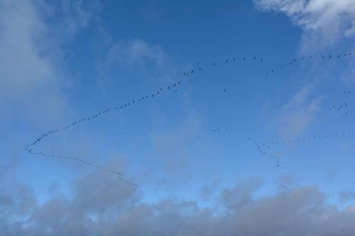 Grues cendrées