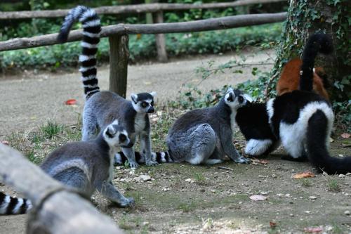 Makis Cattas et Vari noir et blanc et Vari roux