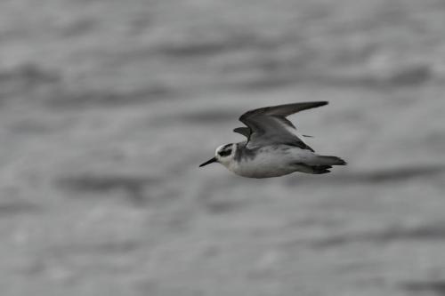 Phalarope à bec large