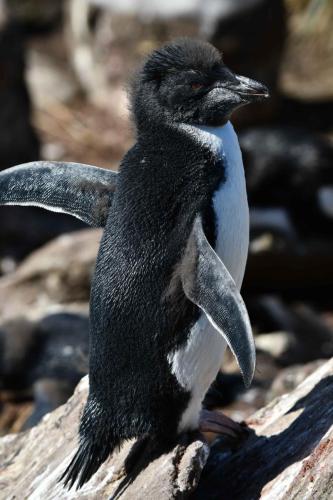 Gorfou sauteur (jeune)