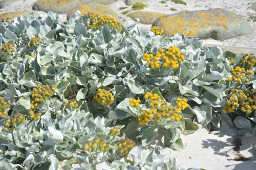 Choux de mer                     Sea Cabbage               (Senecio Candidans)