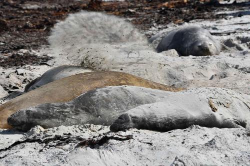 Pour se rafraichir, ils se jettent du sable sur le dos