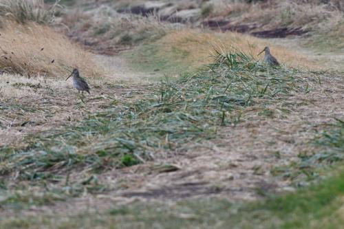 Bécassine de Magellan