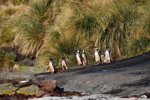 Manchots de Magellan
