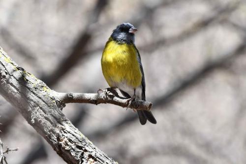 Phrygile à tête grise