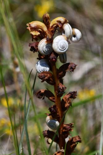 Orobanche et escargots