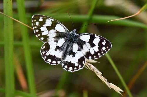 Demi-Deuil (Melanargia galathea)