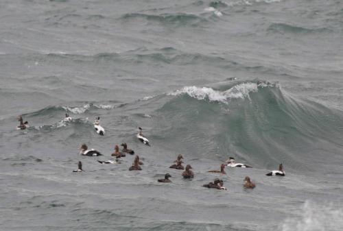 Eiders à duvet