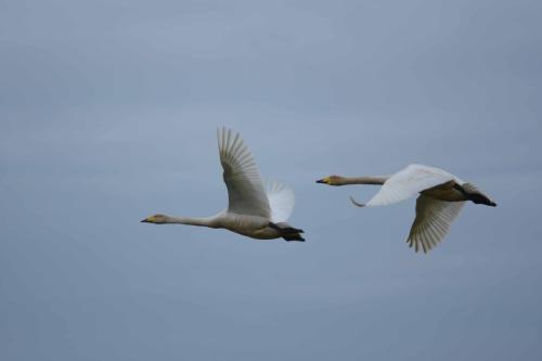 Cygnes chanteurs