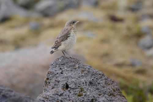 Jeune Traquet motteux
