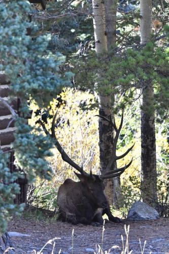 Wapiti
