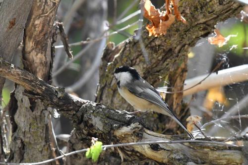 Mésange à tête noire
