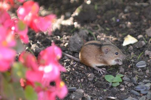 Siciste des bouleaux
