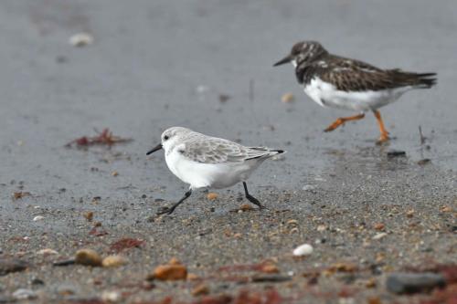 Bécasseau Sanderling, Tournepierre