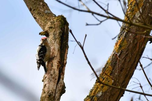 Pic épeichette (mâle)