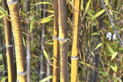 Jardin exotique de Ponteilla