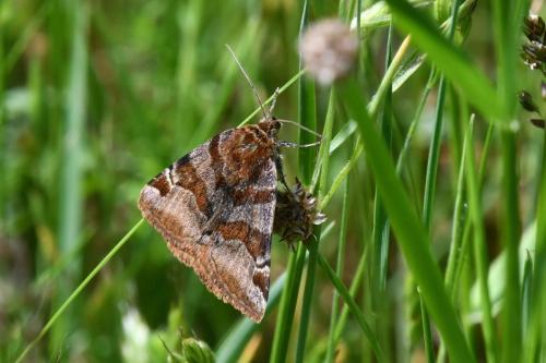 Doublure jaune (Euclidia glyphica)