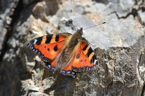 Petite Tortue (Aglais urticae)