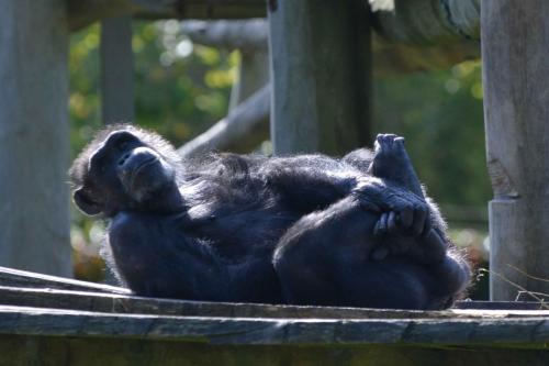 Chimpanzé