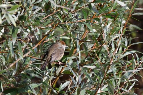 Fauvette à tête noire (femelle)