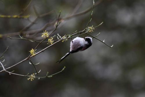 Mésange à longue queue