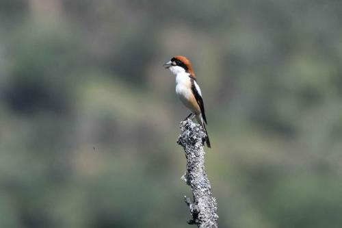Pie-grièche à tête rousse