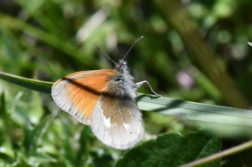 Fadet de la mélique