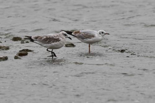Mouette mélanocéphale et mouette rieuse