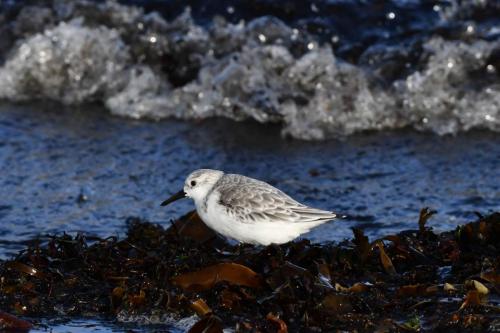 Bécasseau sanderling