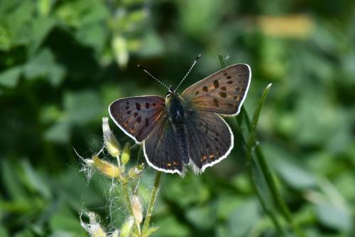 Cuivré fuligineux (mâle)