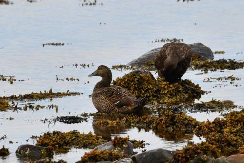 Eiders à duvet (femelles)