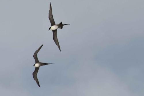 Labbes à longue queue