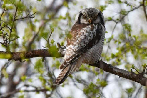 Chouette épervière