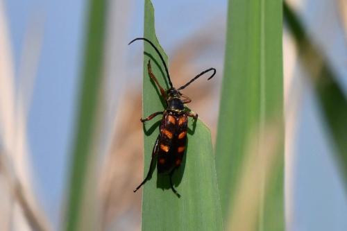 Leptura aurulenta
