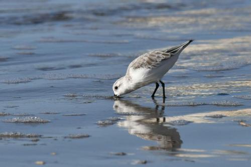 Bécasseau sanderling