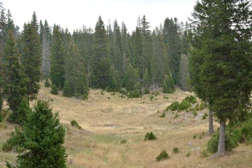 Forêt du Risoux, la Chaux Sèche
